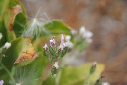 Plancia ëd Acourtia microcephala DC.