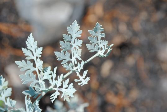 Ehrendorferia chrysantha (Hook. & Arn.) J. Rylander resmi