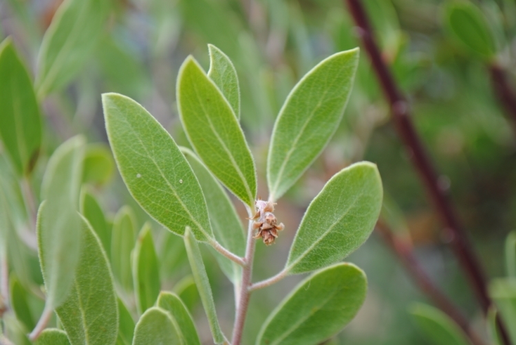 Image of pinkbracted manzanita