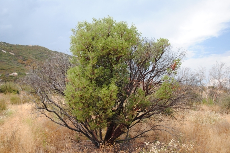 Image of pinkbracted manzanita