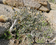 Image of yellow nightshade groundcherry