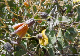 Image of yellow nightshade groundcherry