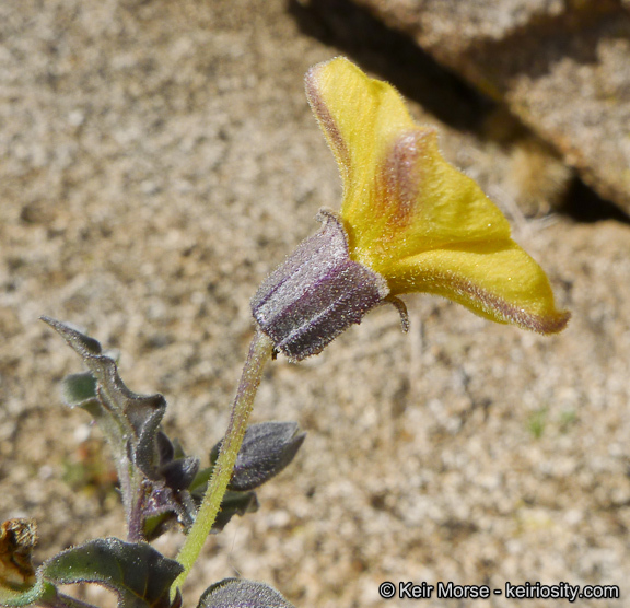 Image of yellow nightshade groundcherry