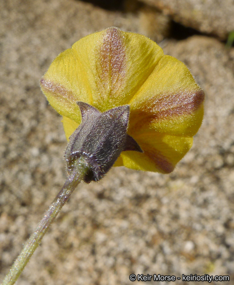 Image of yellow nightshade groundcherry