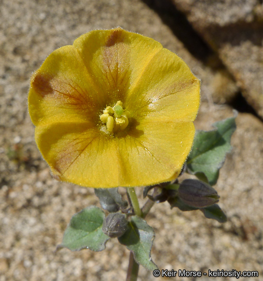 Image of yellow nightshade groundcherry