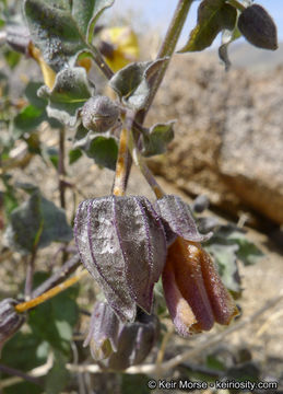 Image of yellow nightshade groundcherry