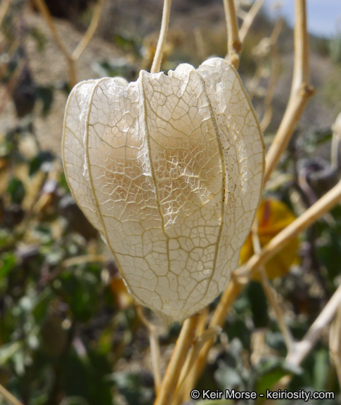 Image of yellow nightshade groundcherry