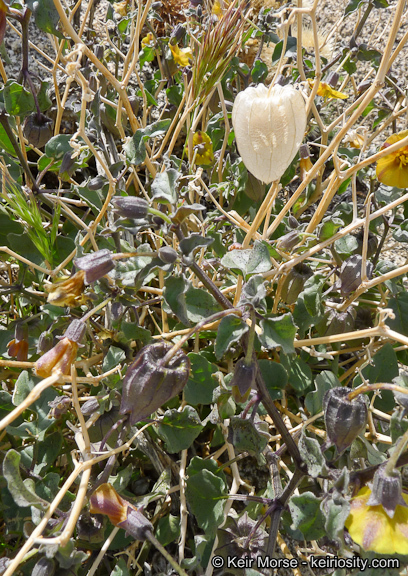 Image of yellow nightshade groundcherry