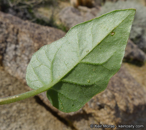 Image of yellow nightshade groundcherry