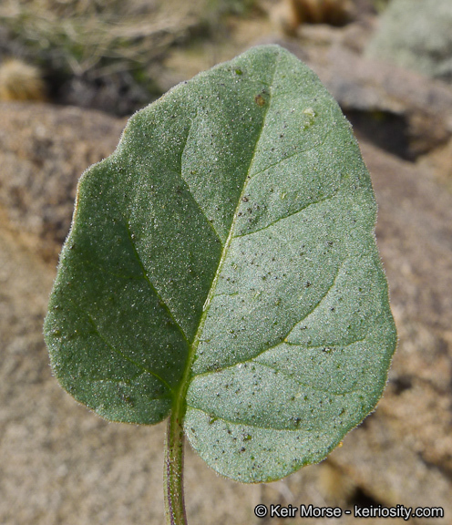 Image of yellow nightshade groundcherry