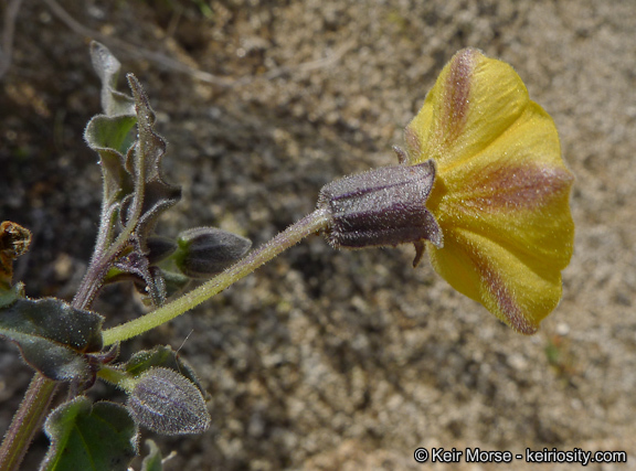 Image of yellow nightshade groundcherry