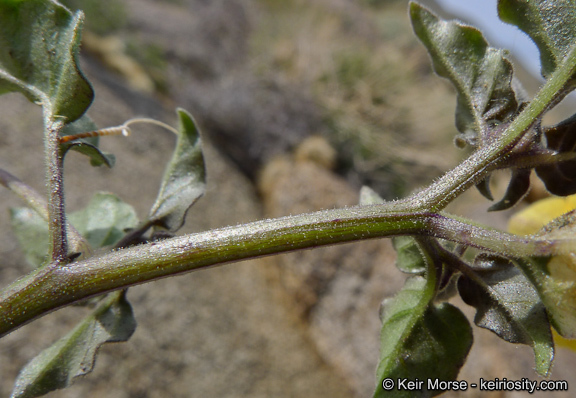 Image of yellow nightshade groundcherry