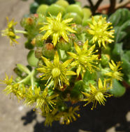 Image of Aeonium lindleyi Webb & Berth.