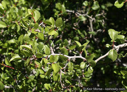 Image de Prunus fremontii S. Wats.