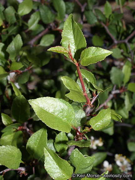 Image de Prunus fremontii S. Wats.