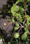 Image de Prunus fremontii S. Wats.