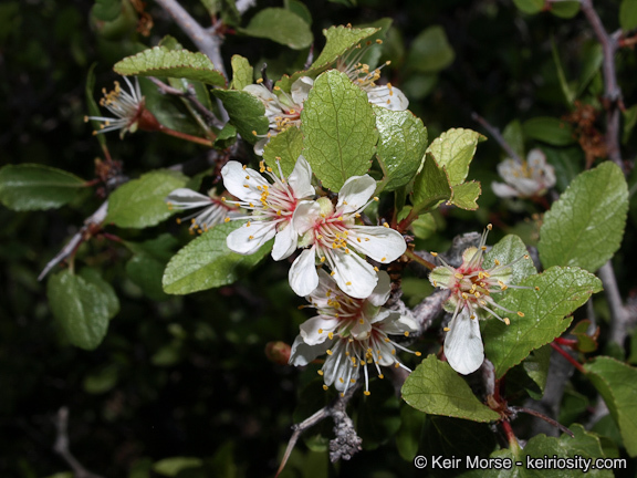 Image de Prunus fremontii S. Wats.