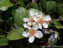 Image de Prunus fremontii S. Wats.