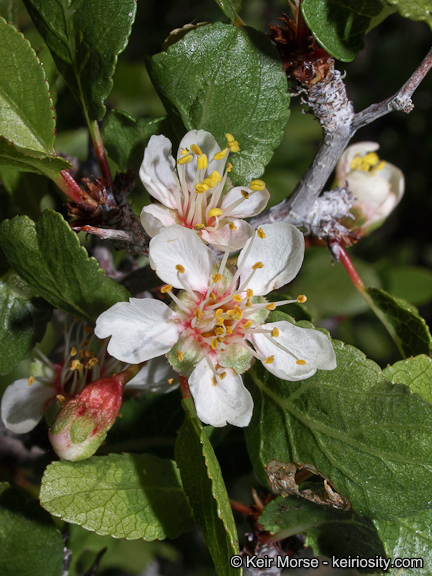 Image de Prunus fremontii S. Wats.