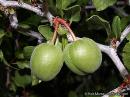 Image de Prunus fremontii S. Wats.