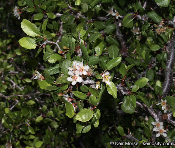 Image de Prunus fremontii S. Wats.