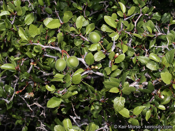 Image de Prunus fremontii S. Wats.