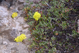 Image of Donner Pass buckwheat