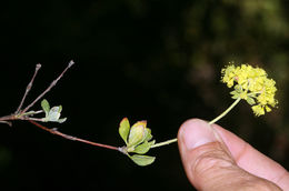 Imagem de Eriogonum umbellatum var. torreyanum (A. Gray) M. E. Jones