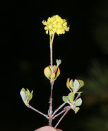 Image of Donner Pass buckwheat