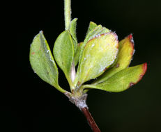 Imagem de Eriogonum umbellatum var. torreyanum (A. Gray) M. E. Jones