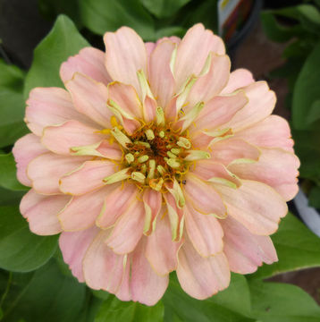 Image of ELEGANT ZINNIA