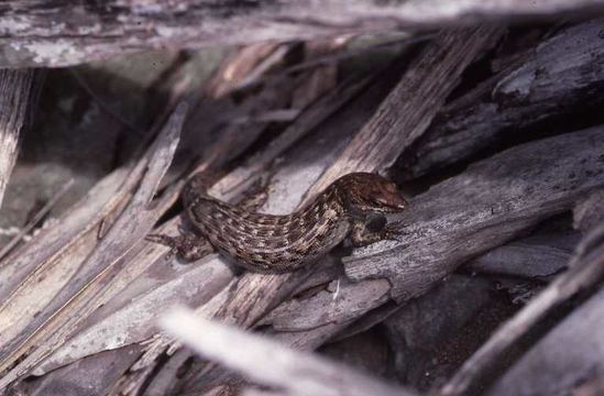 Image of Round Island Skink