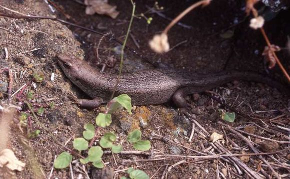 Imagem de Leiolopisma telfairii (Desjardin 1831)