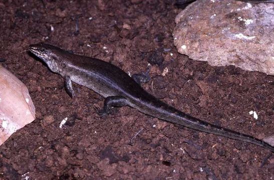 Image of Round Island Skink