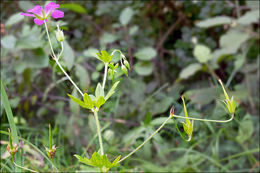 Image of marsh cranesbill