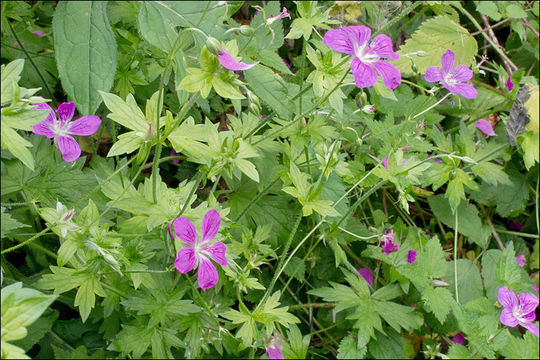 Imagem de Geranium palustre L.