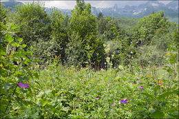 Image of marsh cranesbill