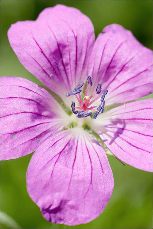 Image of marsh cranesbill