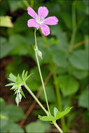 Image of marsh cranesbill