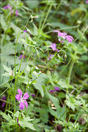 Image of marsh cranesbill