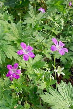 Imagem de Geranium palustre L.