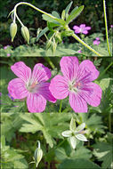 Image of marsh cranesbill