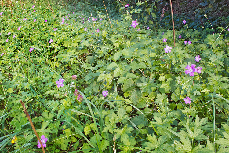 Image of marsh cranesbill