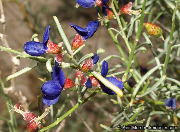 Image of Schott's dalea