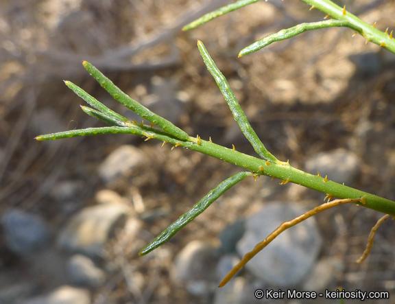 Image of Schott's dalea