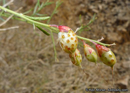 Image of Schott's dalea