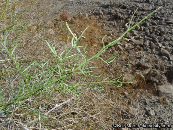 Image de Psorothamnus schottii (Torr.) Barneby