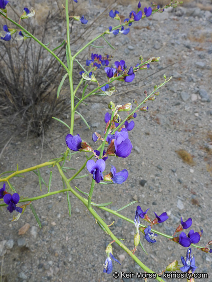 Image de Psorothamnus schottii (Torr.) Barneby