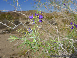 Image de Psorothamnus schottii (Torr.) Barneby