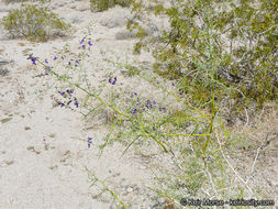 Image de Psorothamnus schottii (Torr.) Barneby